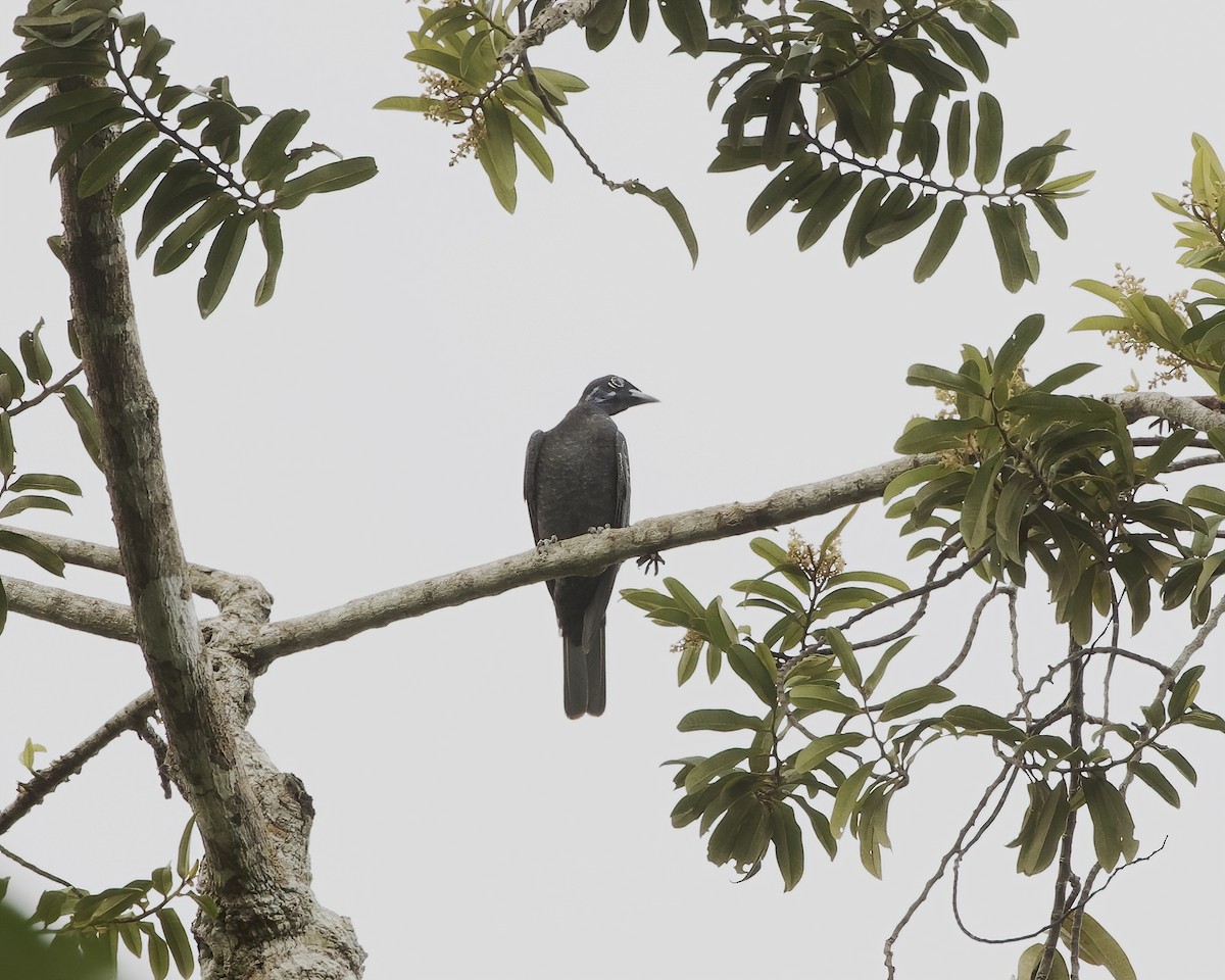 Bare-necked Fruitcrow - ML642458514