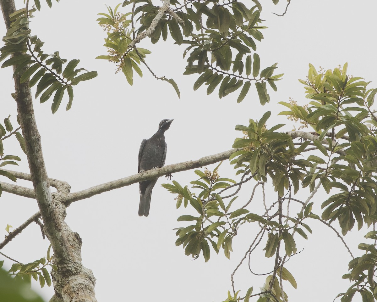 Bare-necked Fruitcrow - ML642458515