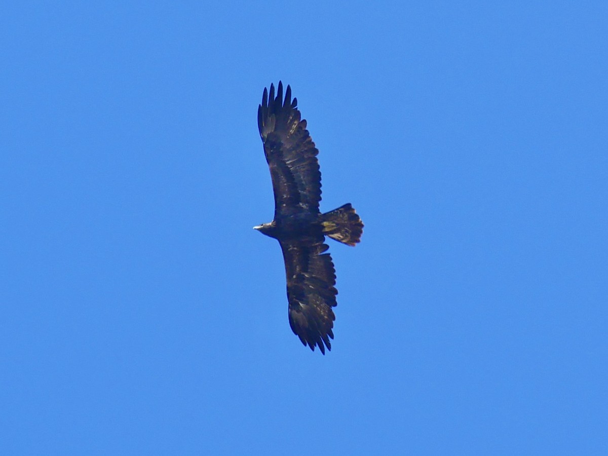 Golden Eagle - ML642458516