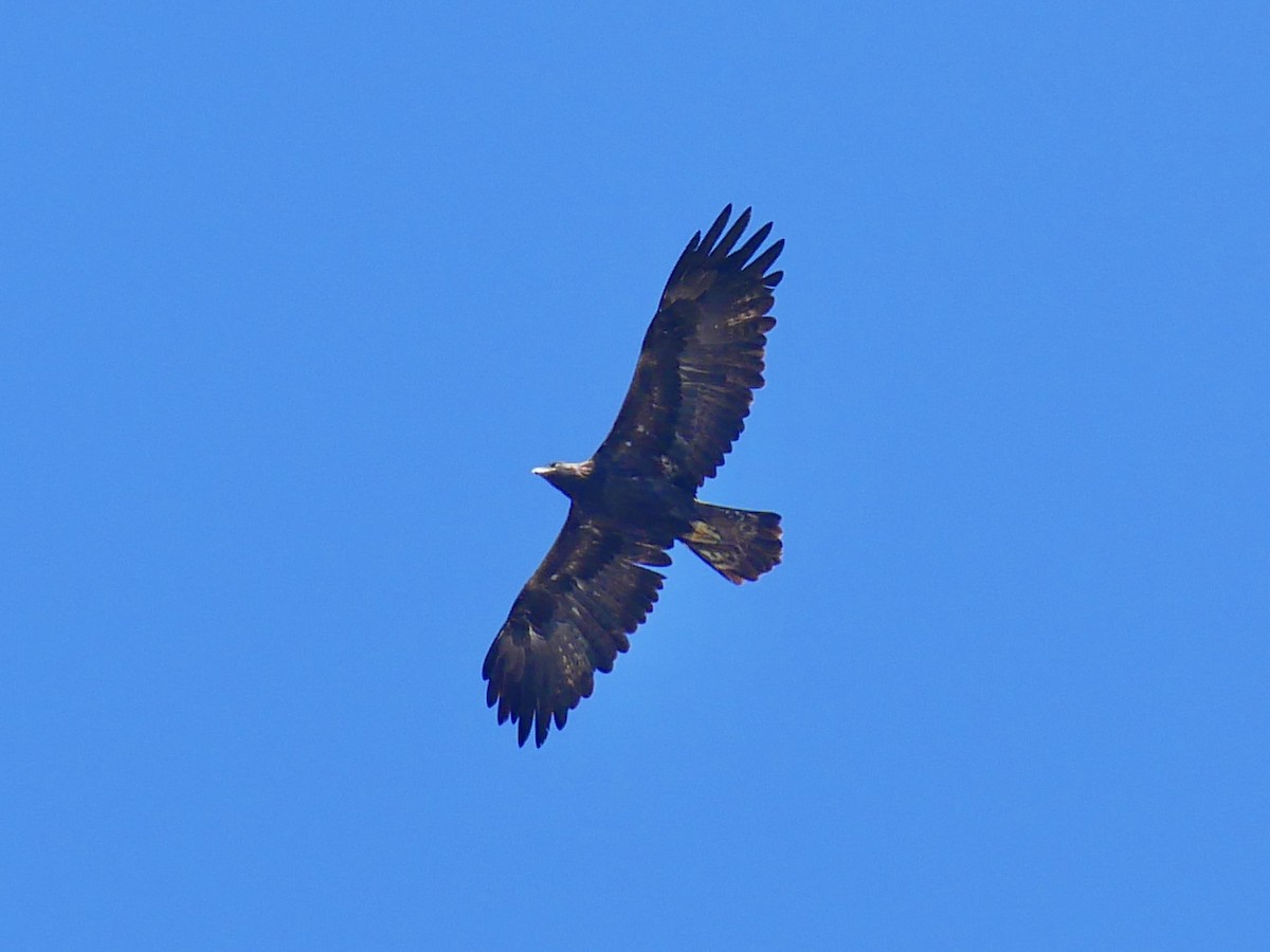 Golden Eagle - ML642458517