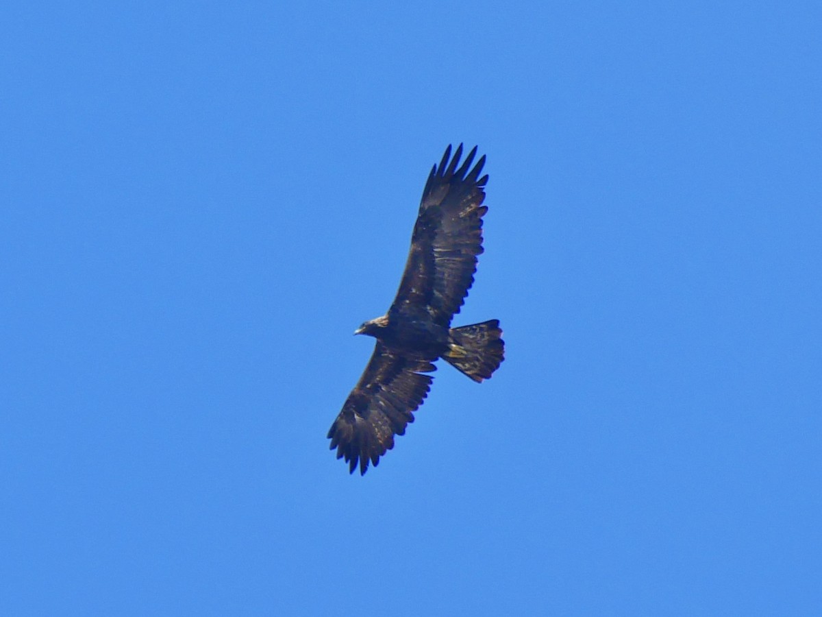 Golden Eagle - ML642458518