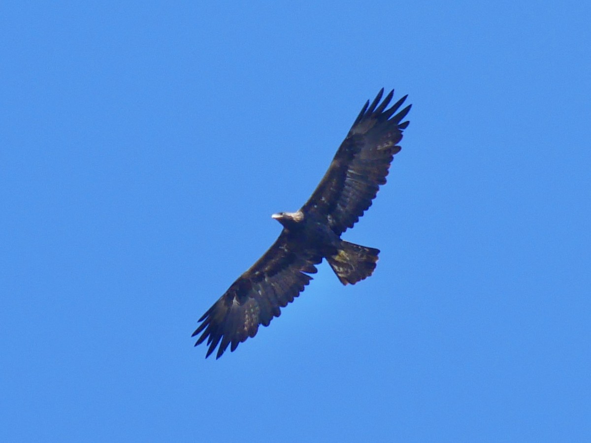 Golden Eagle - ML642458519