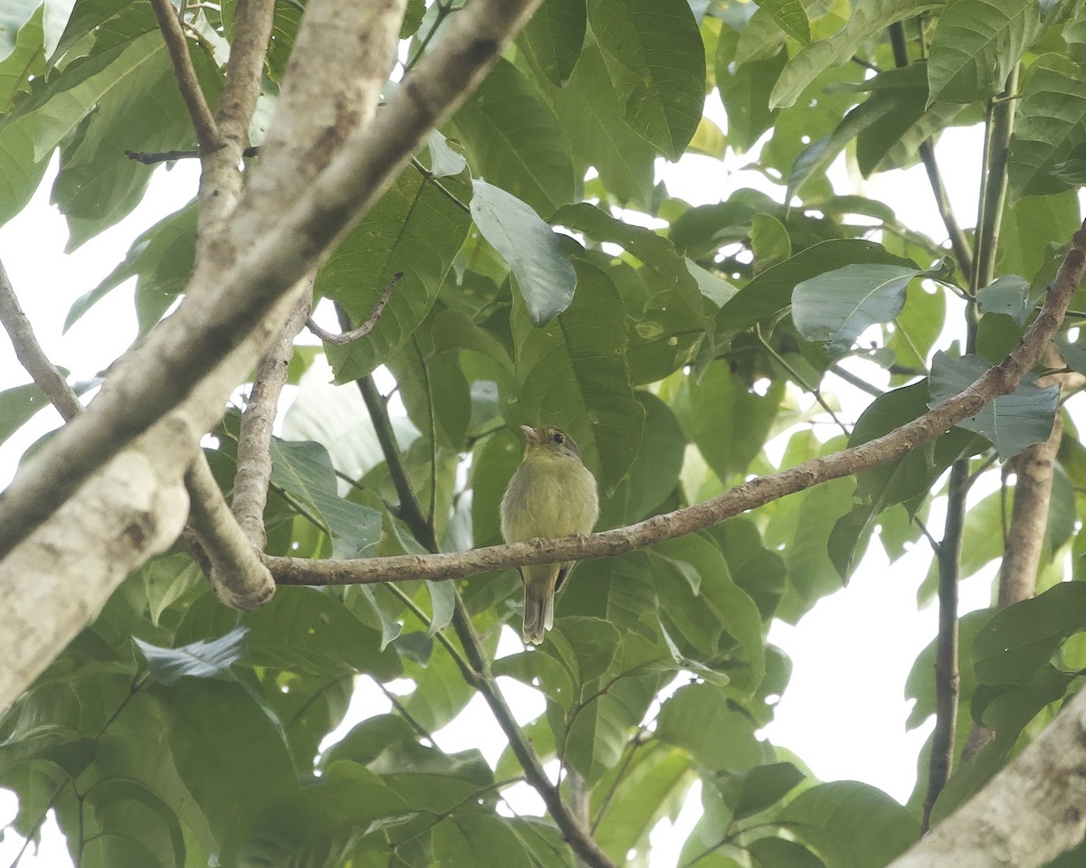 Wing-barred Piprites - ML642458539