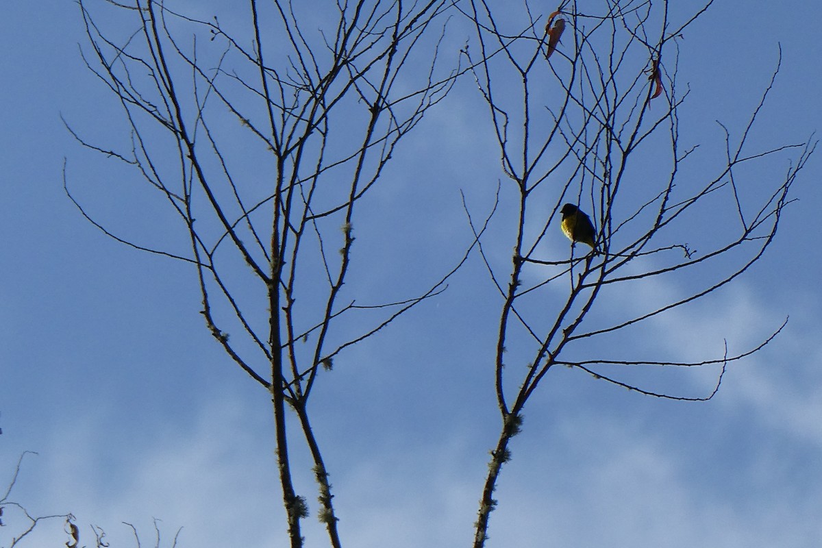 Yellow-bellied Siskin - ML642458540