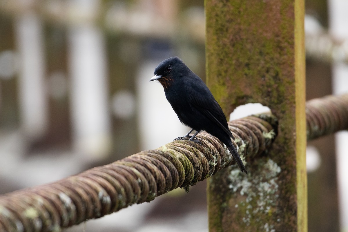 Velvety Black-Tyrant - ML642458553