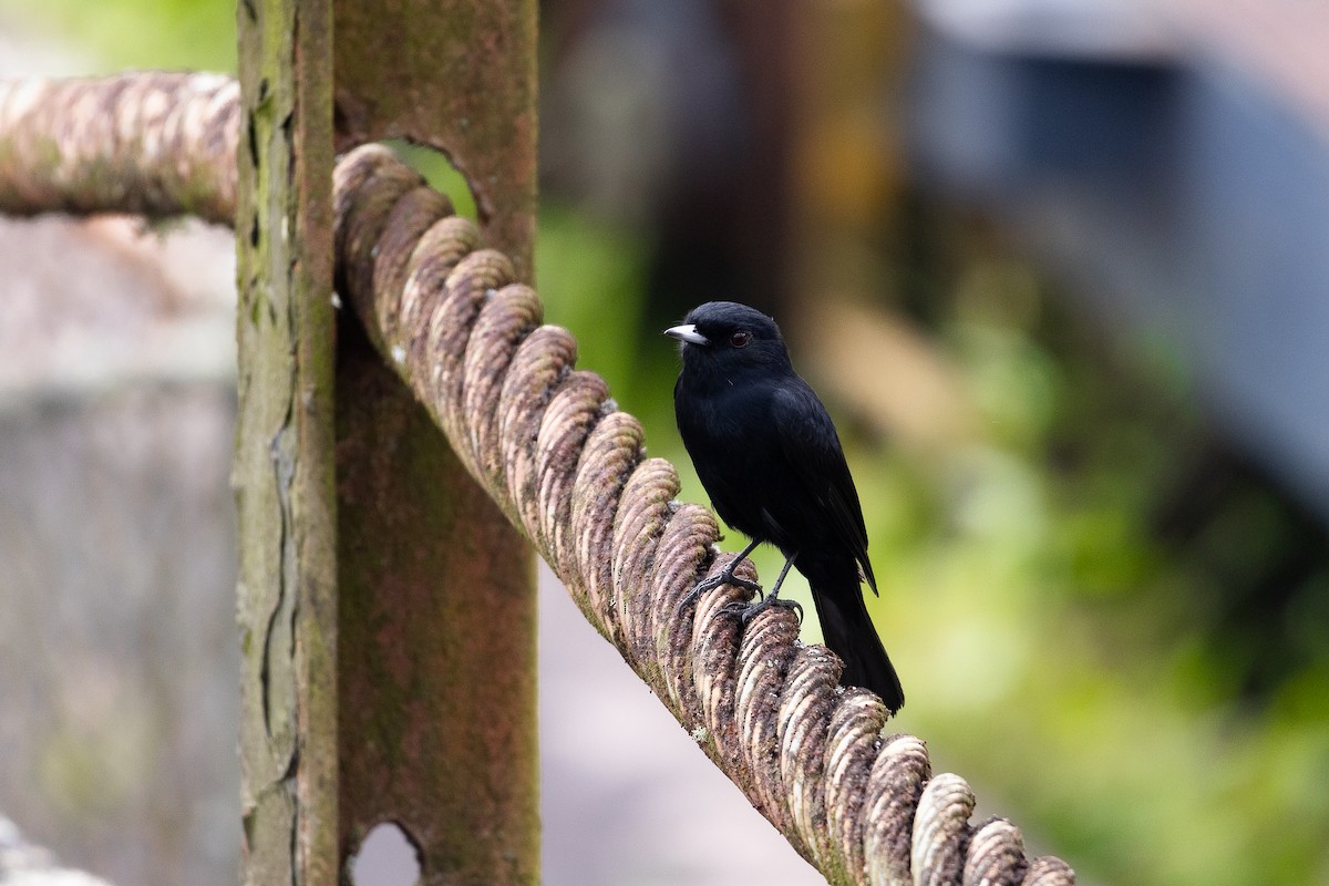 Velvety Black-Tyrant - ML642458555