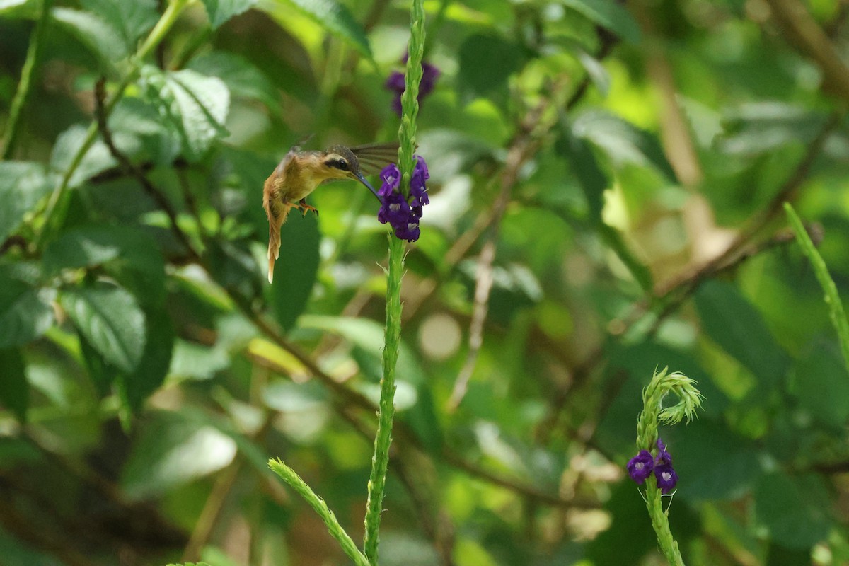 Reddish Hermit - ML642458569