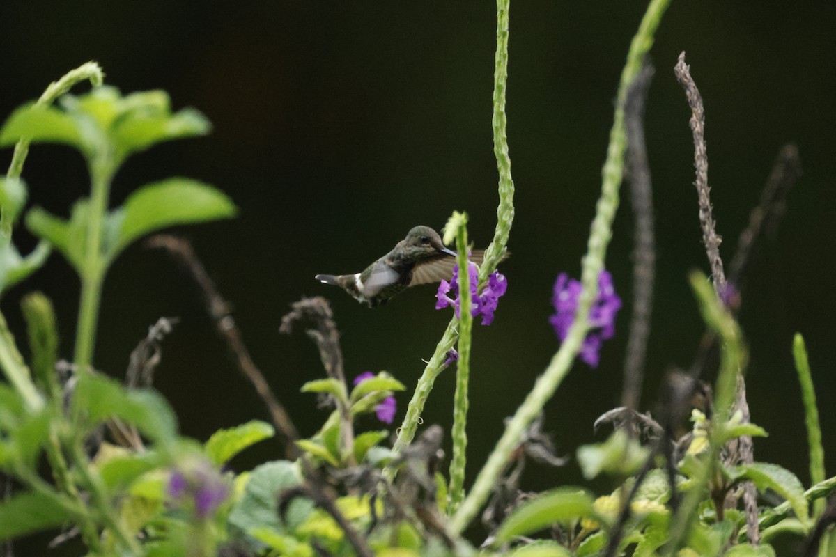 Butterfly Coquette - ML642458576