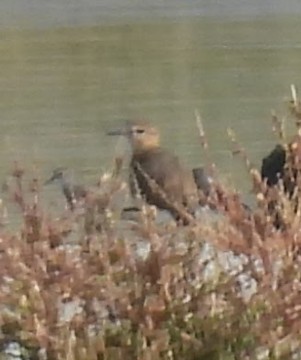 Mountain Plover - ML642458580