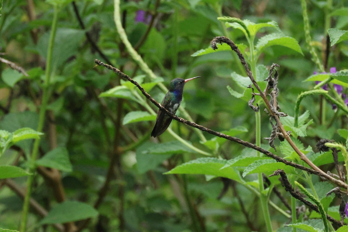White-chinned Sapphire - ML642458591
