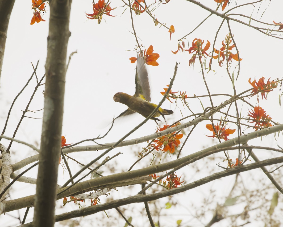 White-bellied Parrot - ML642458598