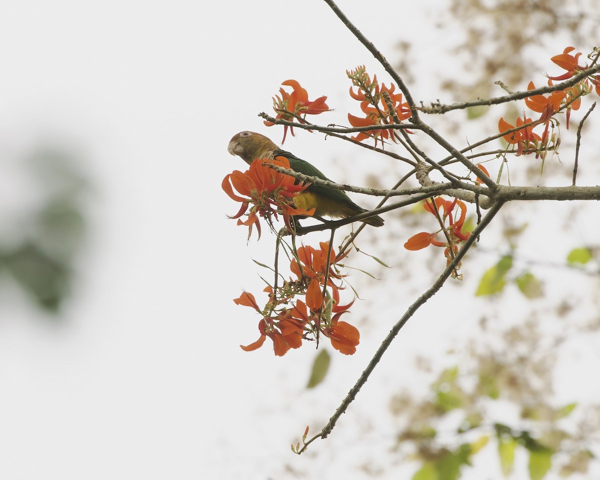 White-bellied Parrot - ML642458601