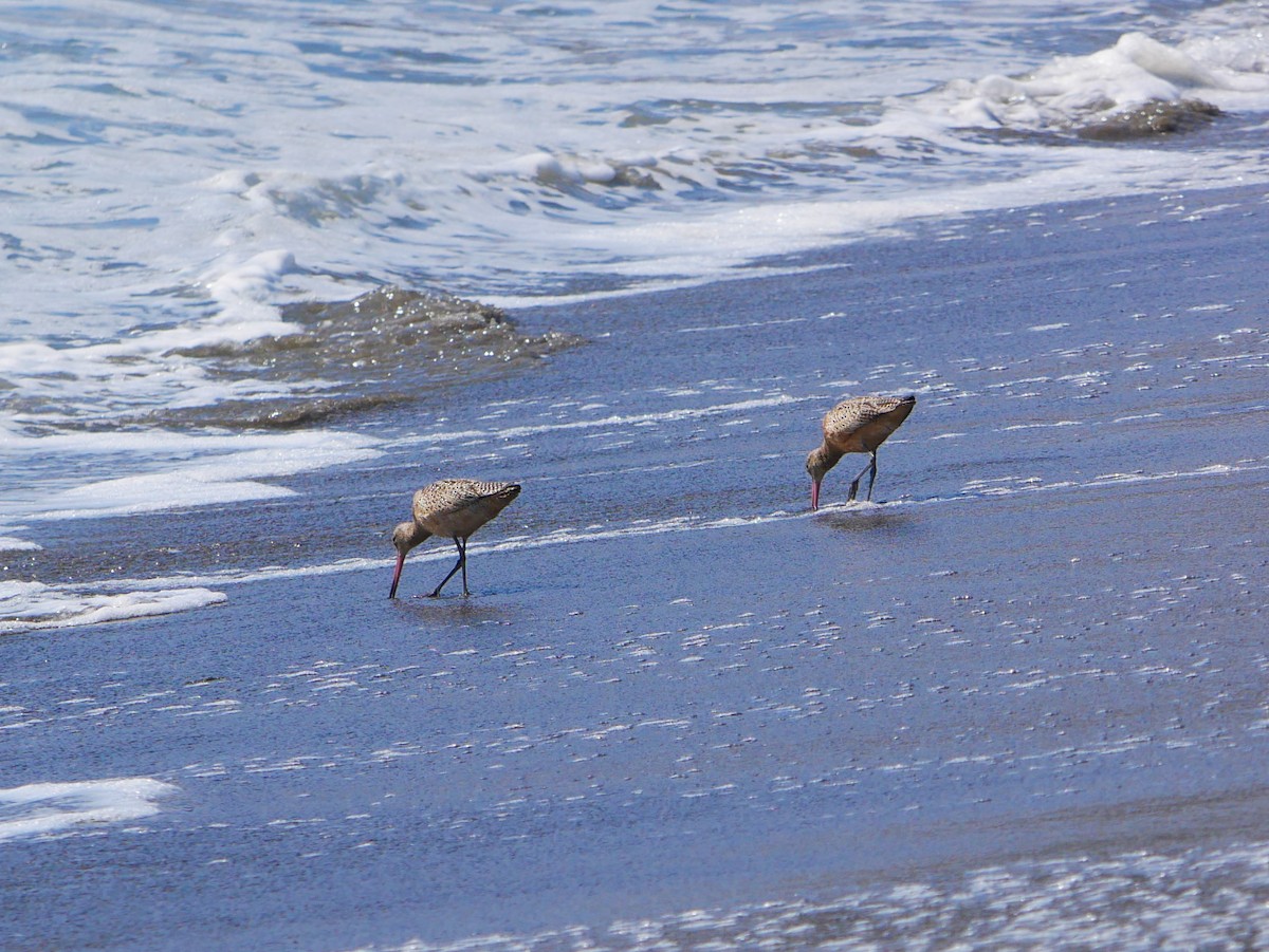 Marbled Godwit - ML642458602