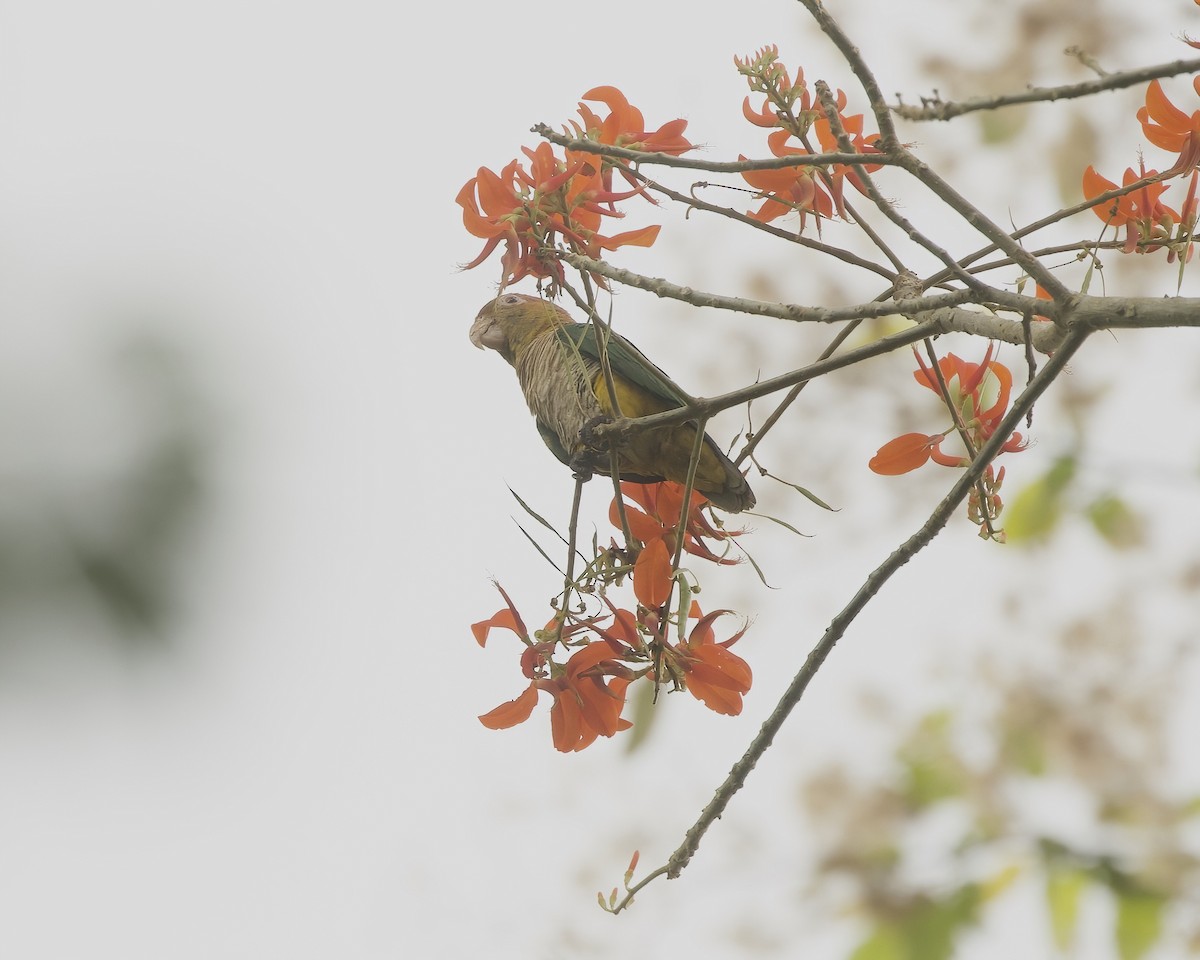 White-bellied Parrot - ML642458605