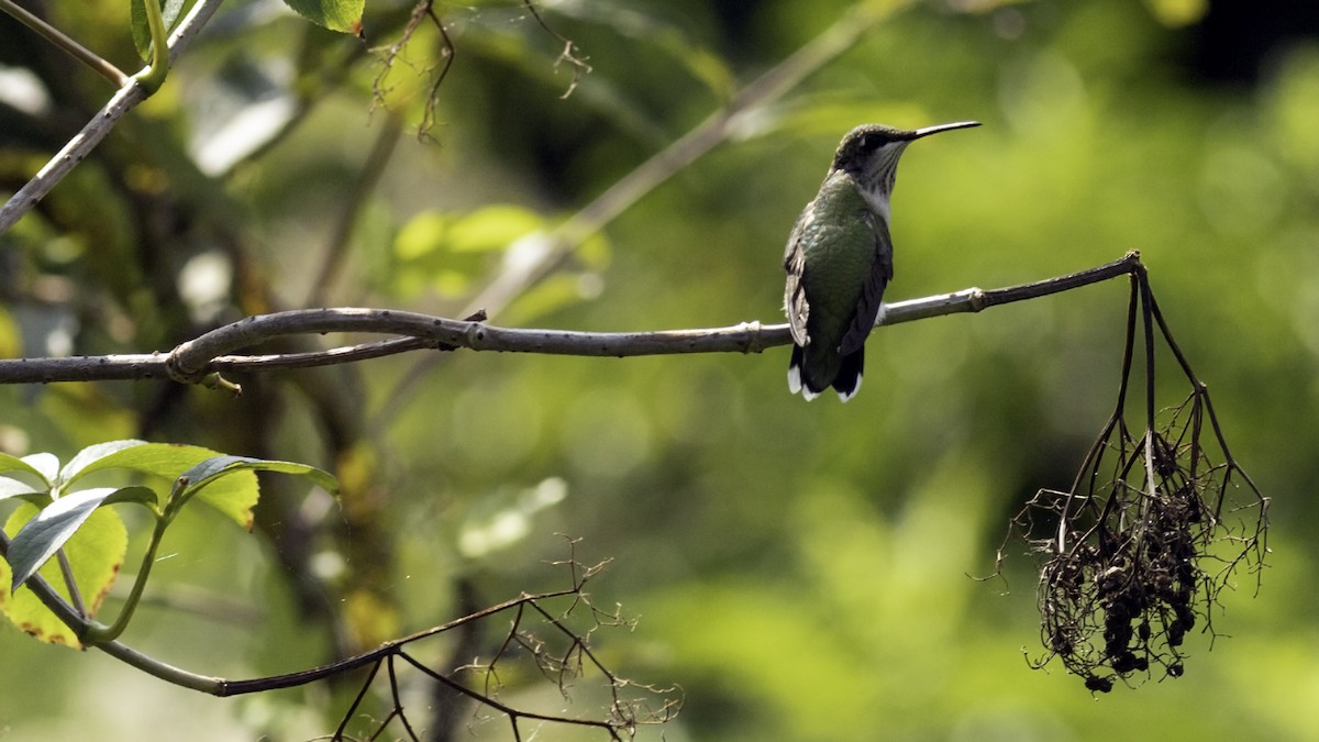 Ruby-throated Hummingbird - ML642458621