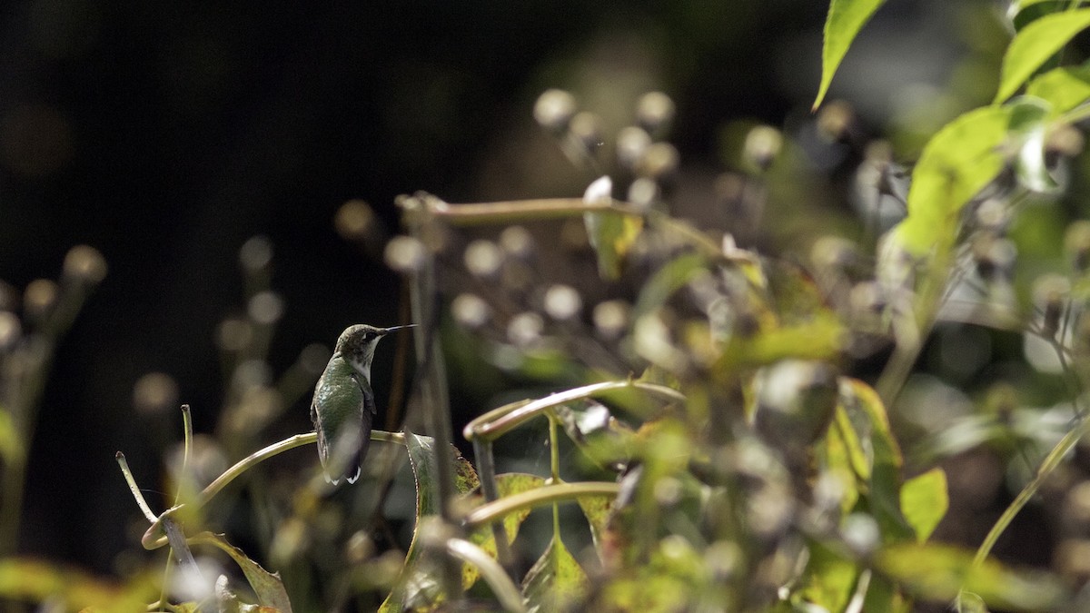 Ruby-throated Hummingbird - ML642458622