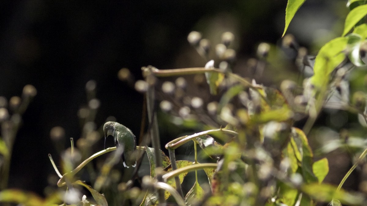 Ruby-throated Hummingbird - ML642458625