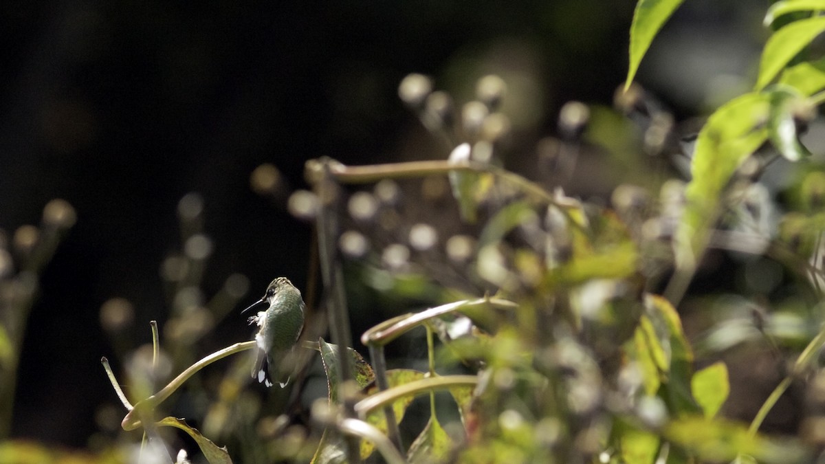 Ruby-throated Hummingbird - ML642458626