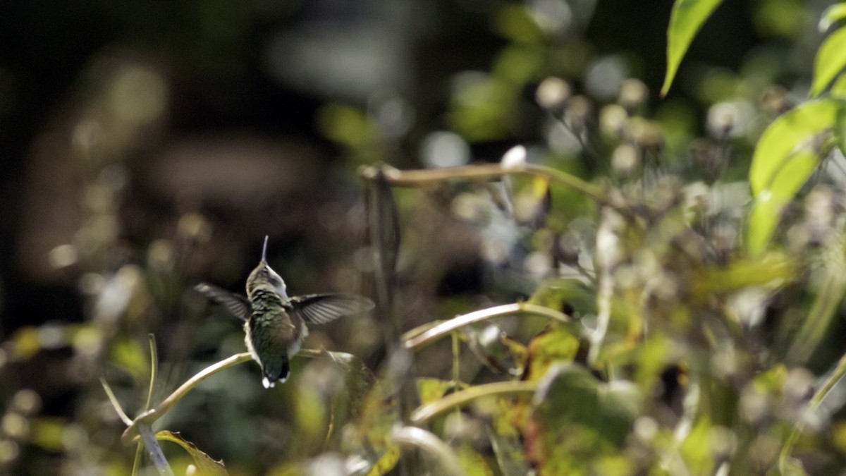 Ruby-throated Hummingbird - ML642458630