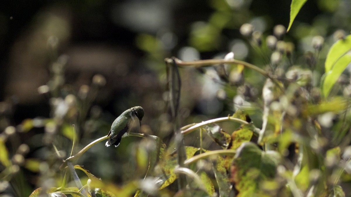 Ruby-throated Hummingbird - ML642458636