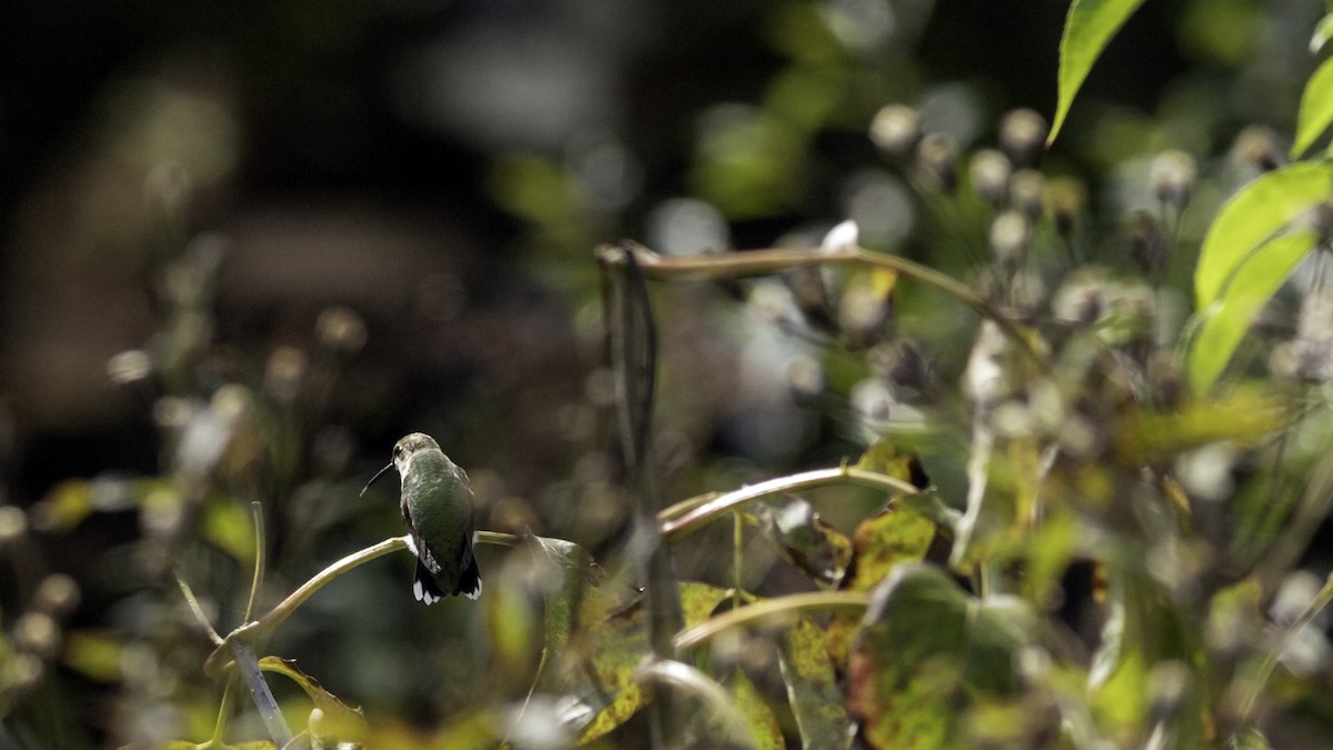 Ruby-throated Hummingbird - ML642458638