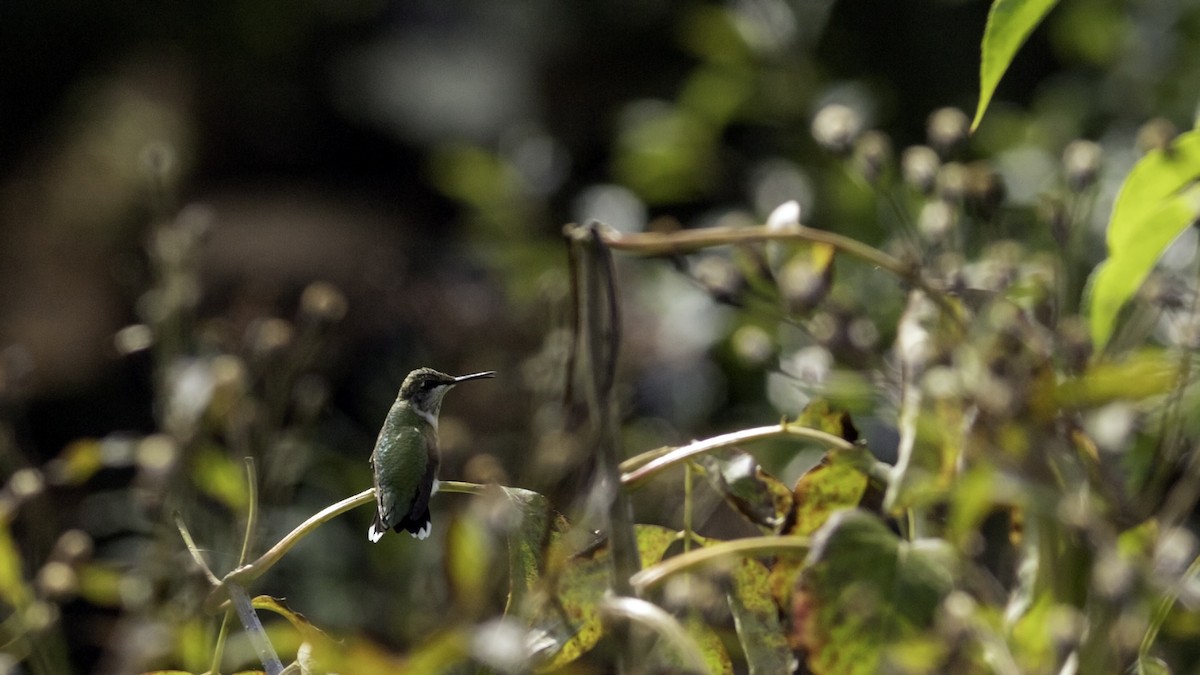 Ruby-throated Hummingbird - ML642458643