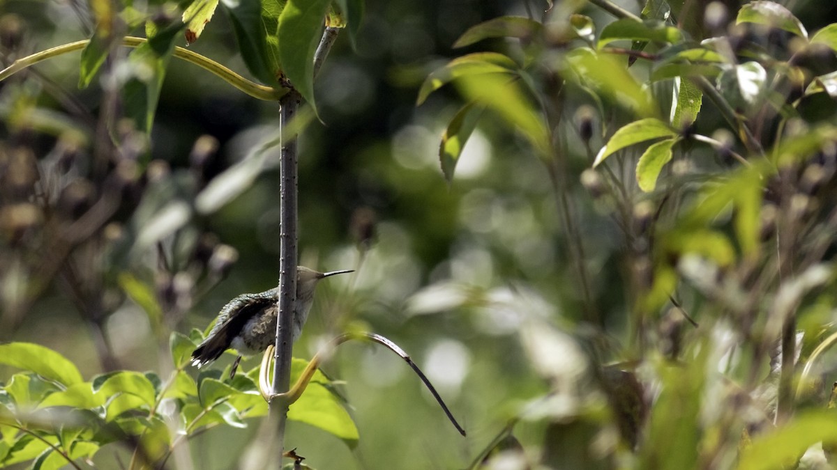 Ruby-throated Hummingbird - ML642458645