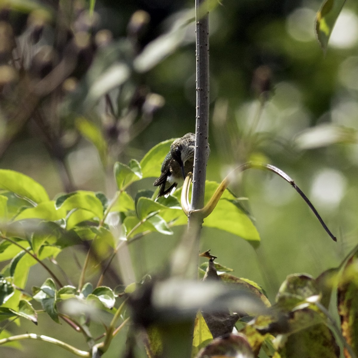 Ruby-throated Hummingbird - ML642458646