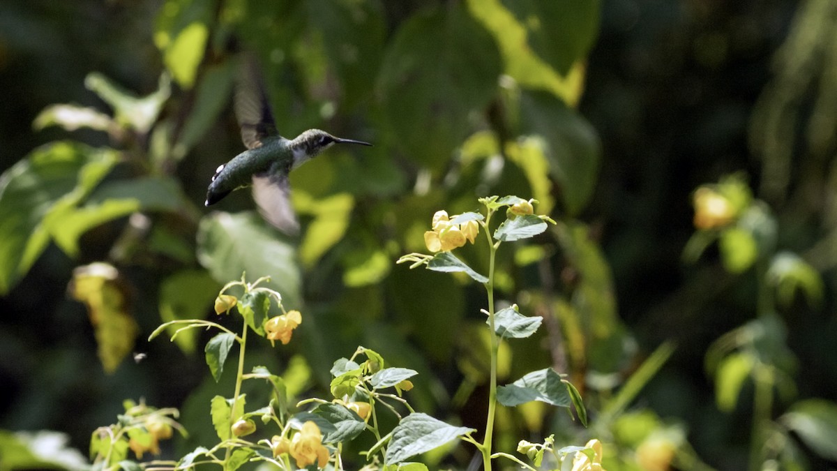 Ruby-throated Hummingbird - ML642458647
