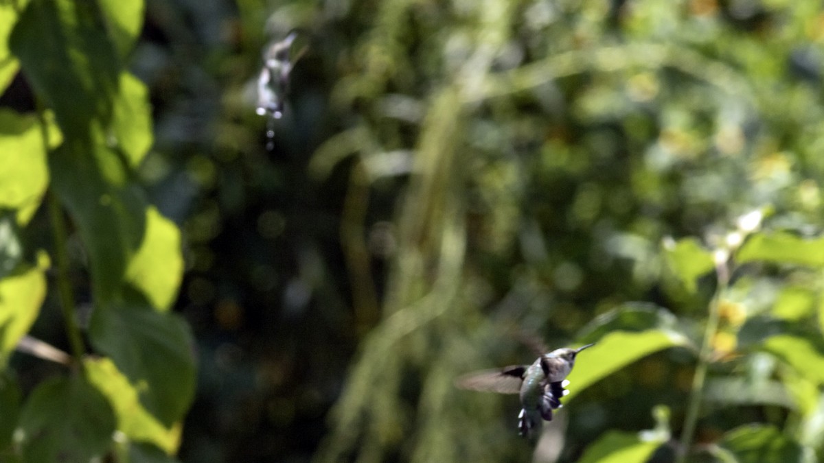 Ruby-throated Hummingbird - ML642458650