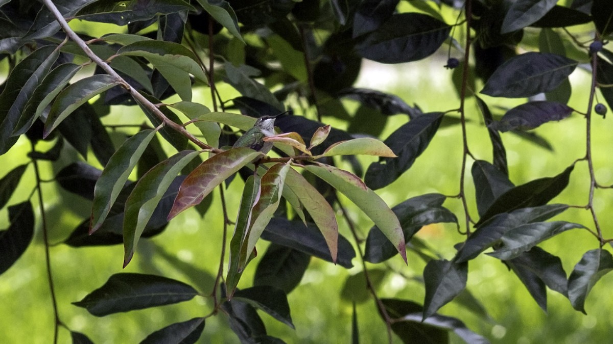Ruby-throated Hummingbird - ML642458651