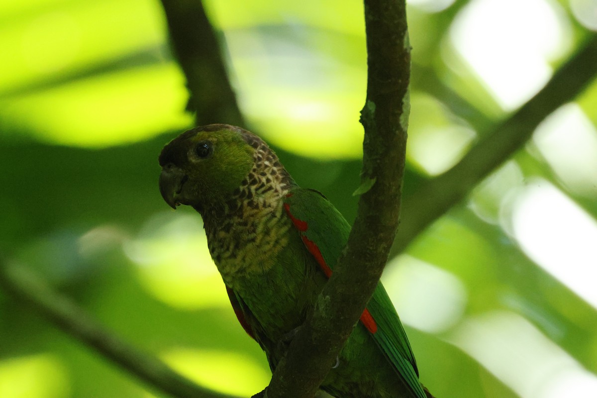 Black-capped Parakeet - ML642458676