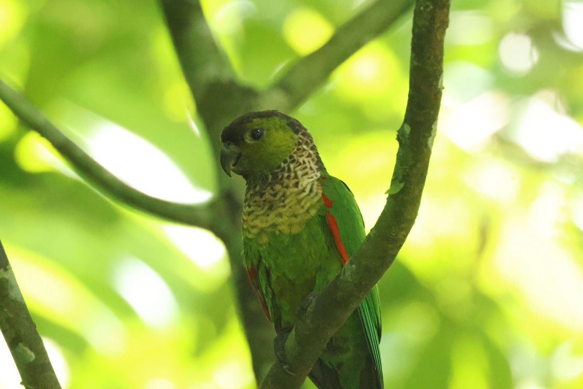 Black-capped Parakeet - ML642458677