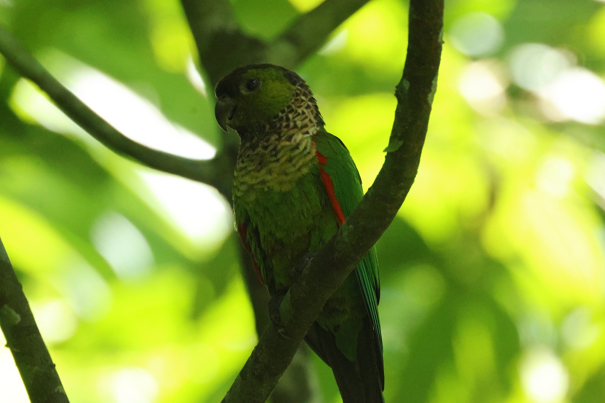 Black-capped Parakeet - ML642458678