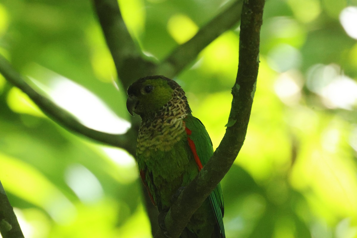 Black-capped Parakeet - ML642458679