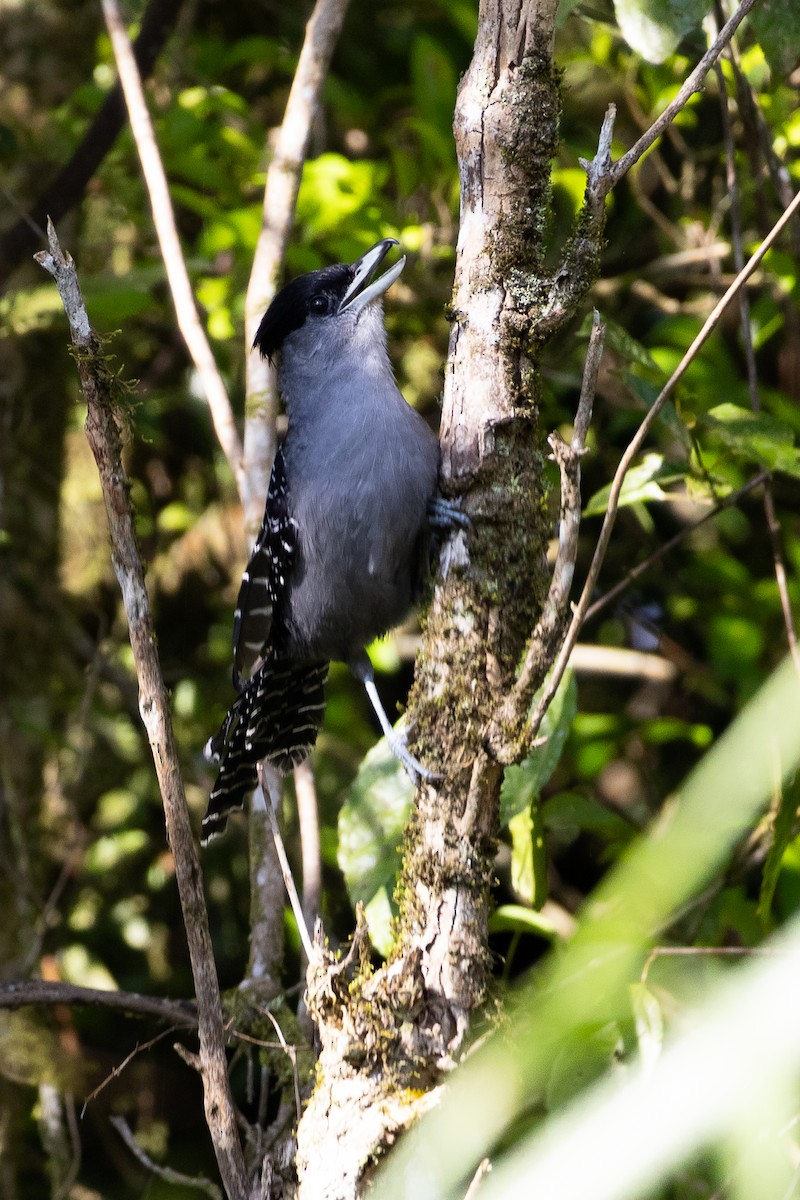 Giant Antshrike - ML642458689