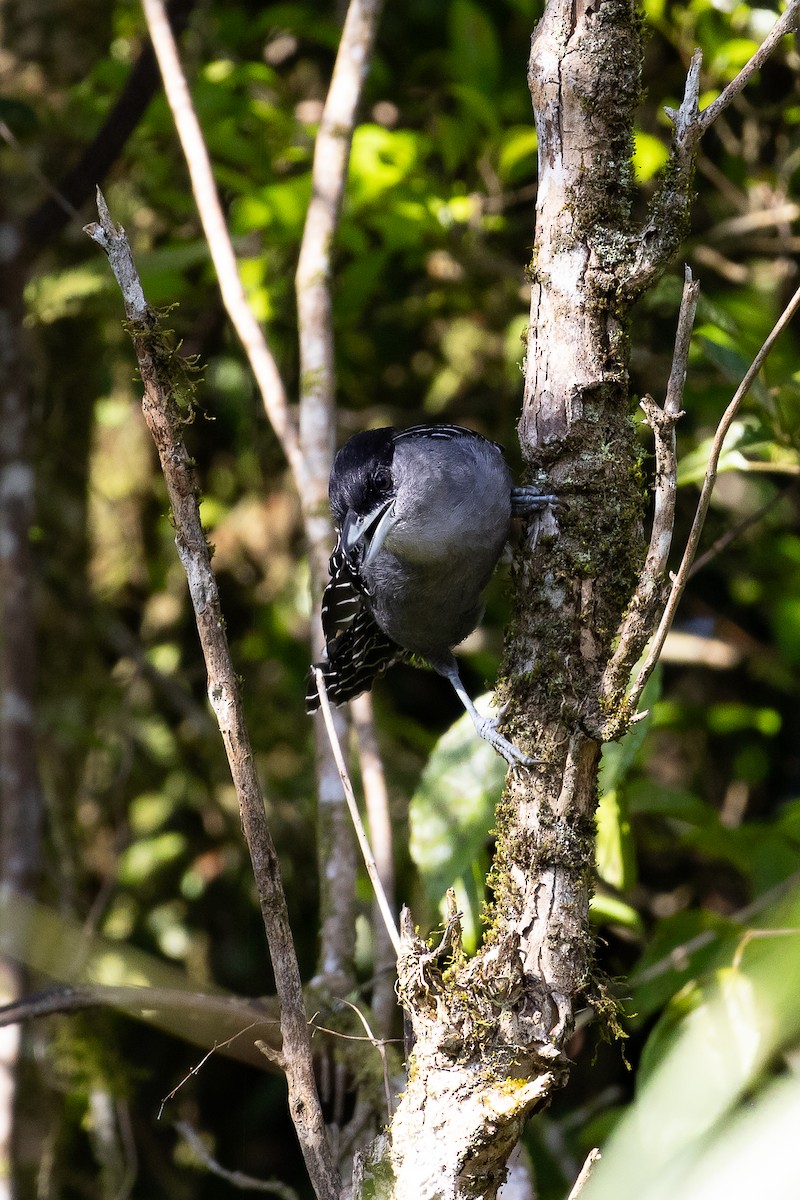 Giant Antshrike - ML642458690