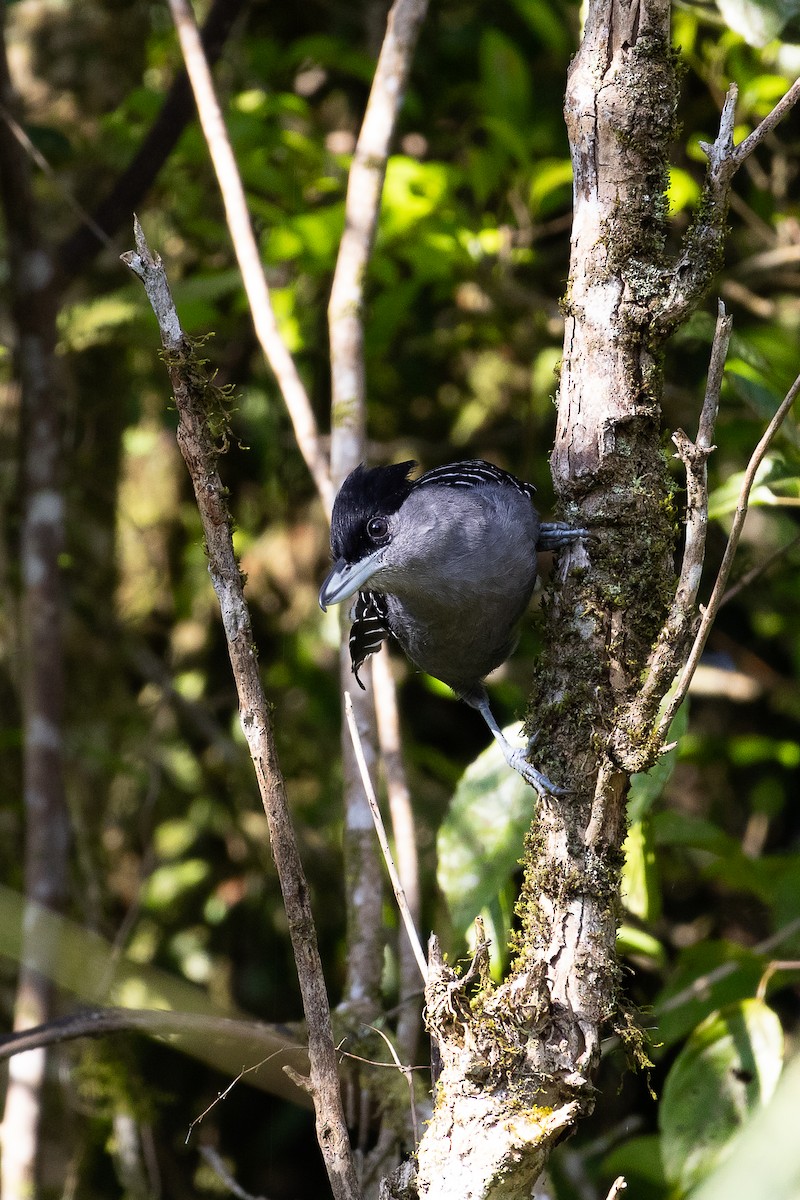Giant Antshrike - ML642458692