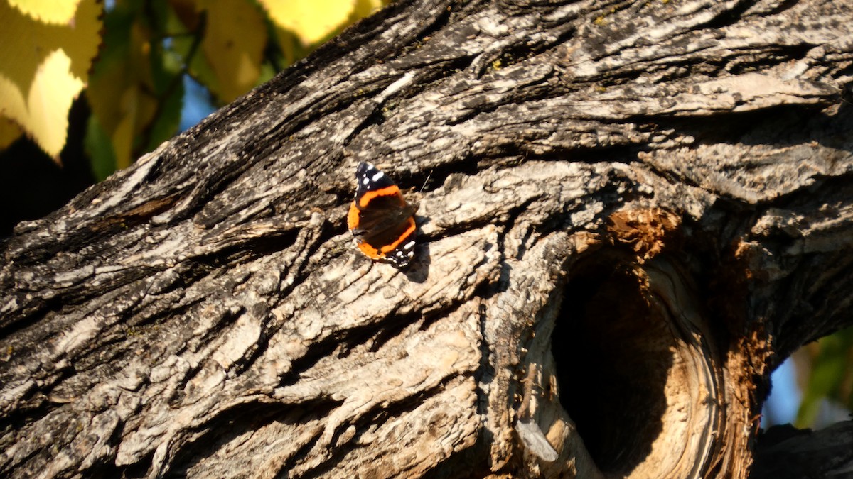 Red Admiral - ML642458711