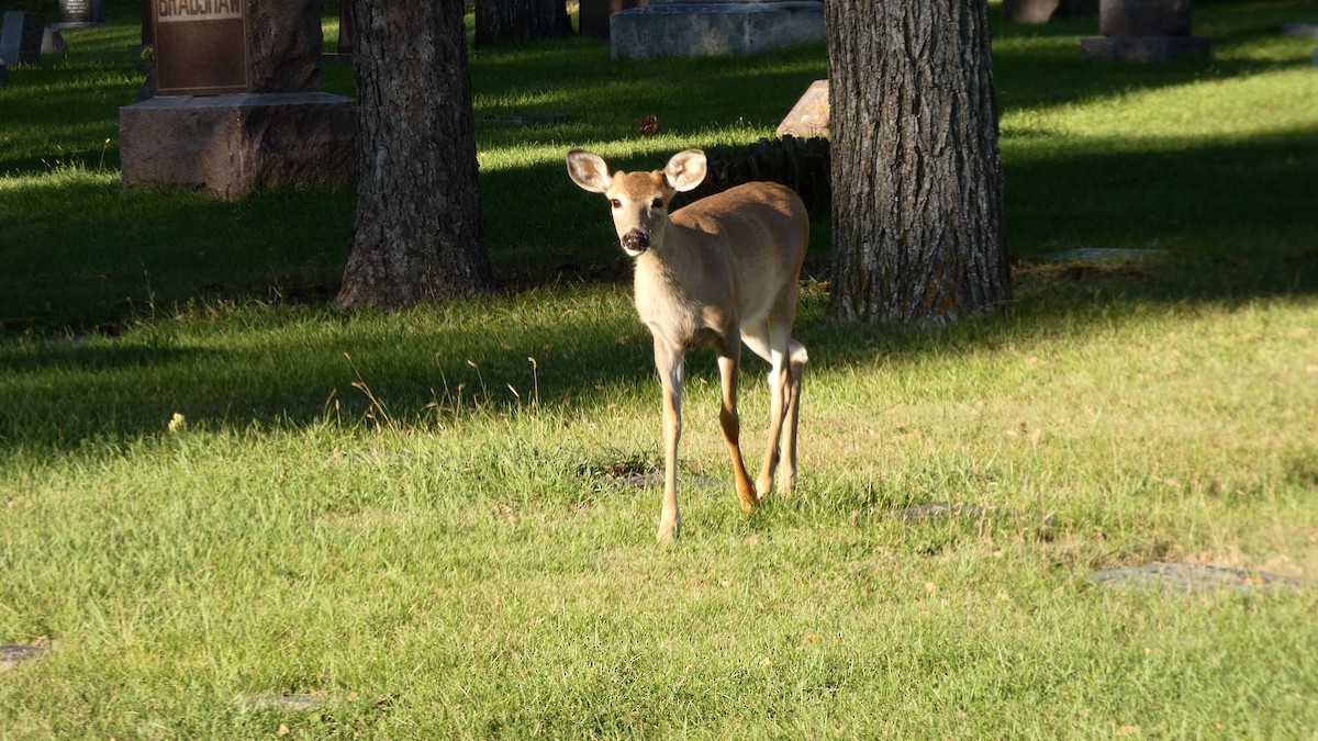 White-tailed Deer - ML642458712