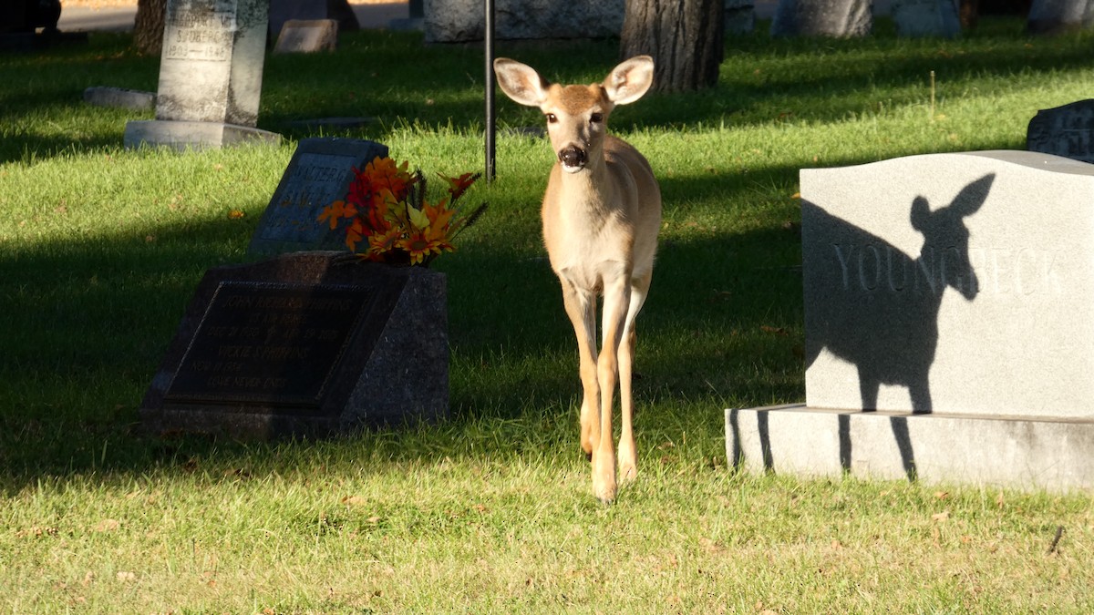 White-tailed Deer - ML642458713