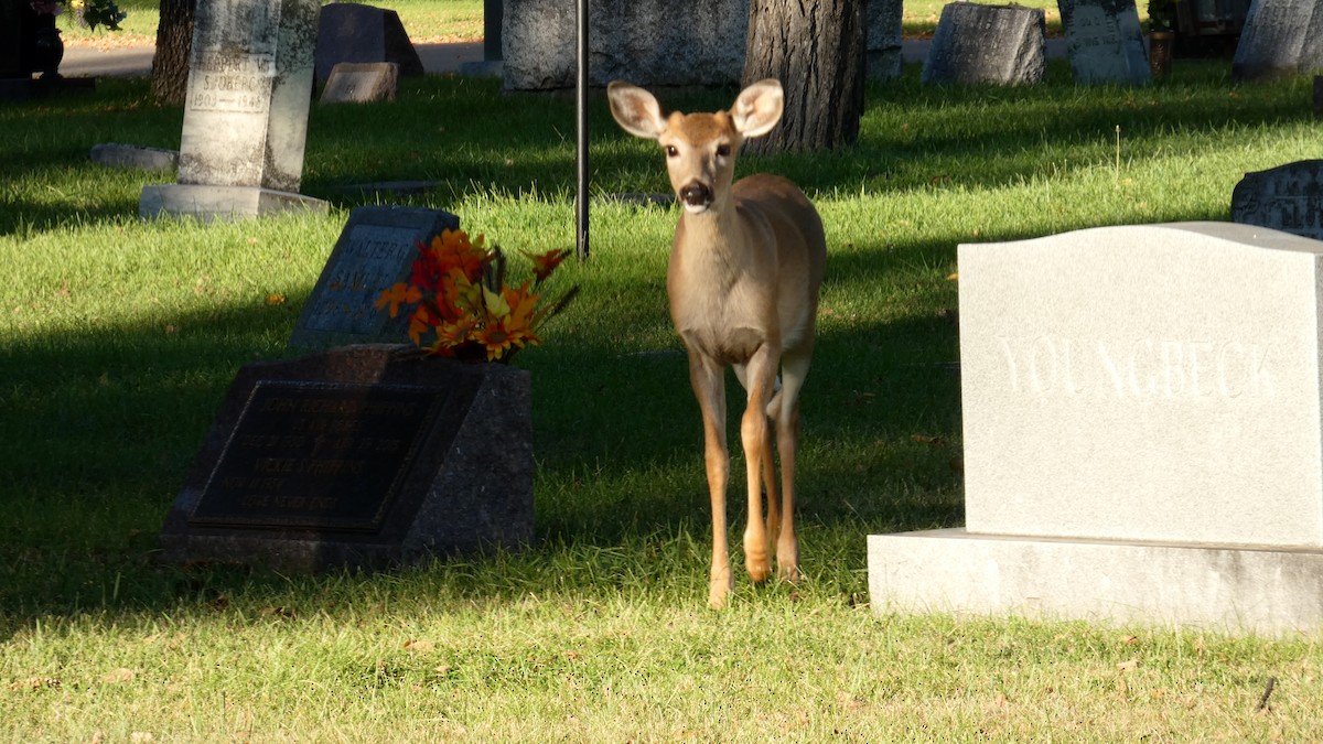 White-tailed Deer - ML642458714