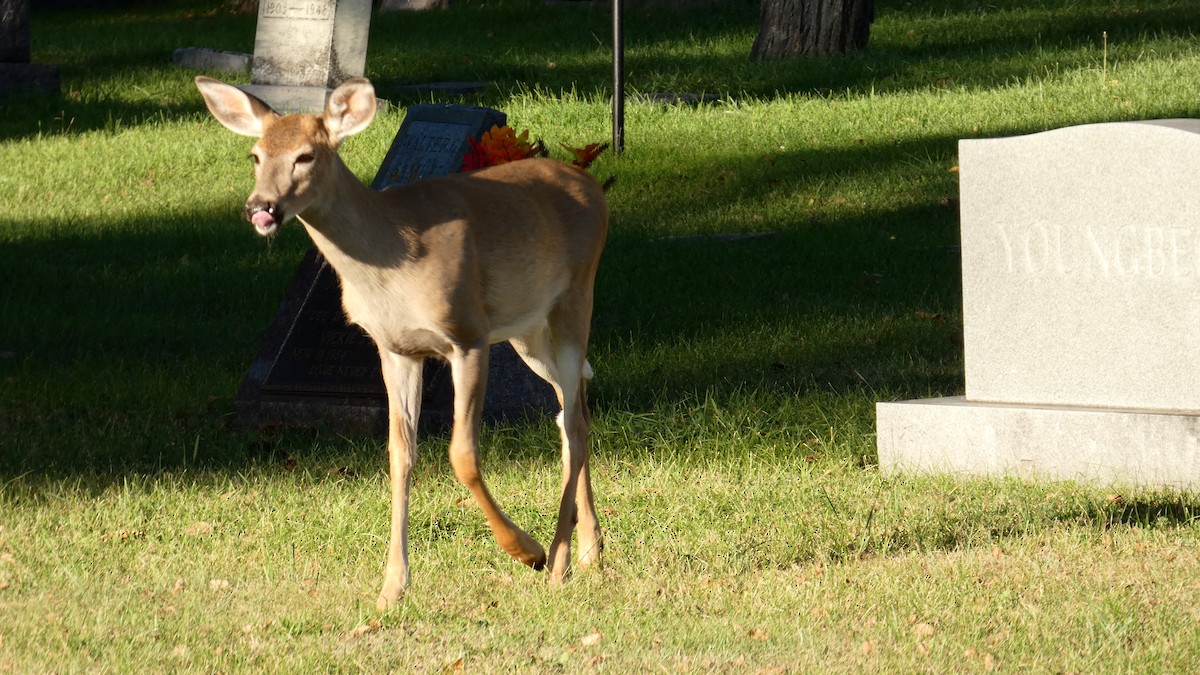 White-tailed Deer - ML642458715