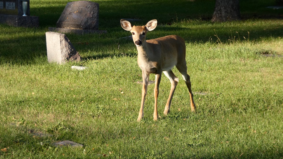 White-tailed Deer - ML642458716