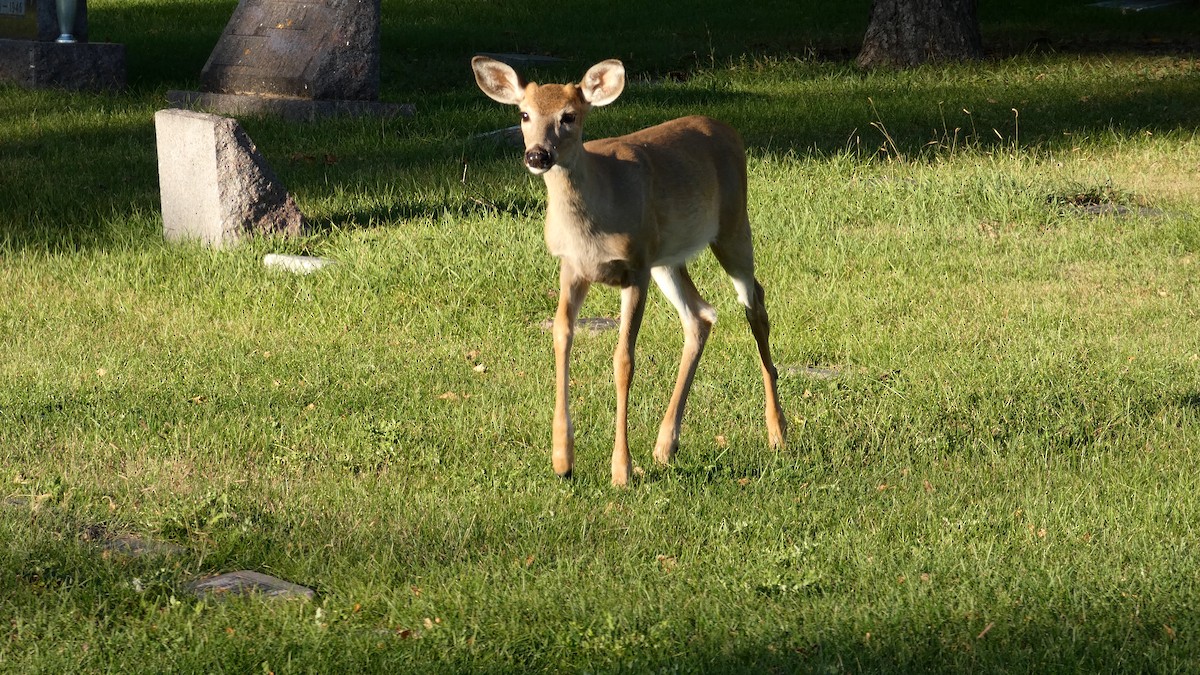 White-tailed Deer - ML642458717