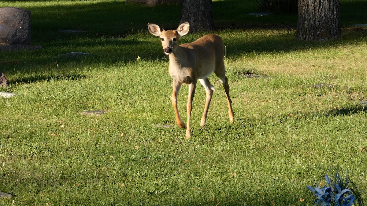 White-tailed Deer - ML642458718