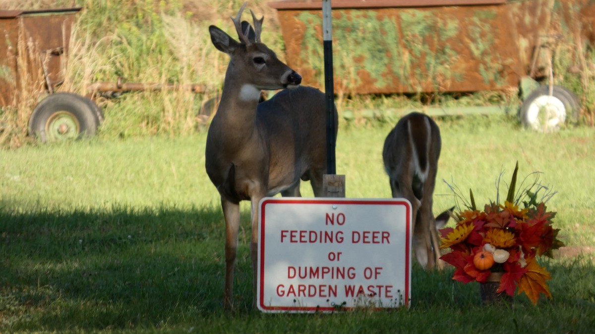 White-tailed Deer - ML642458719