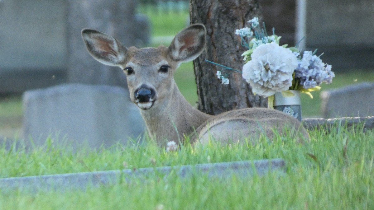 White-tailed Deer - ML642458720