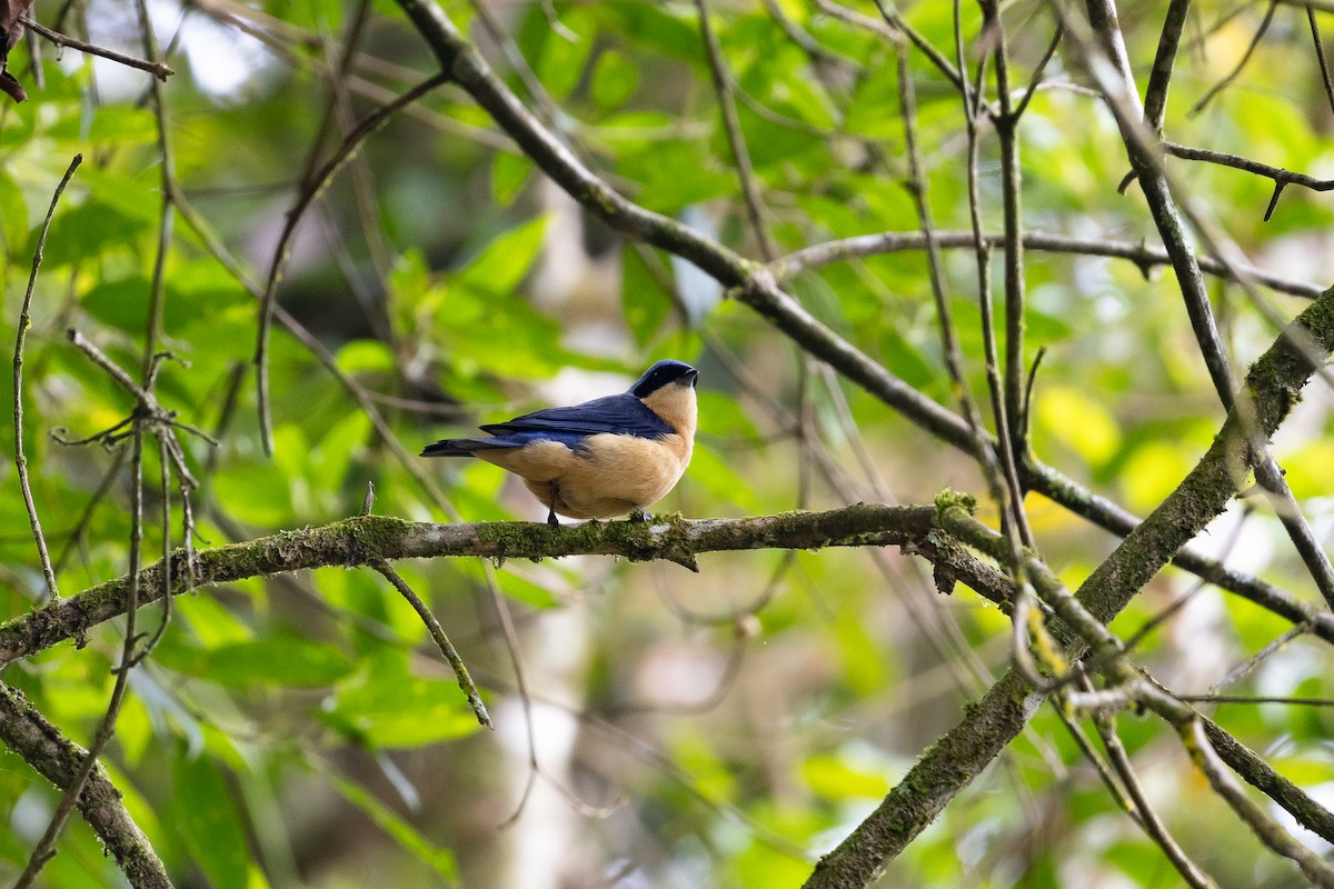 Fawn-breasted Tanager - ML642458759