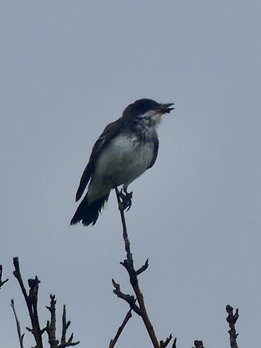 Eastern Kingbird - ML642458763